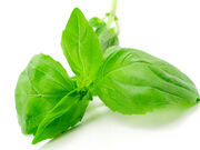 Fresh basil