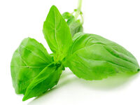 Fresh basil