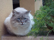 Fluffer Nuffer