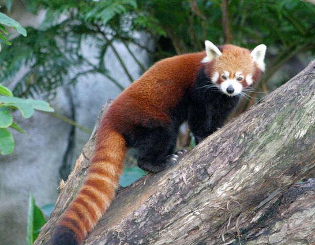 File:Redpandarulée.jpg