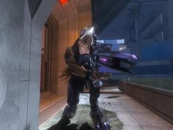 Jackal