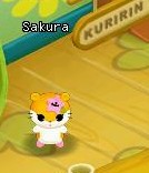 HKO NPC Sakura60