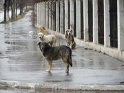 Straydogs