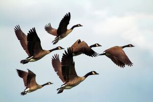 Migration