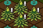 Mayan