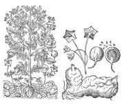 Solanum tuberosum Bauhin.png