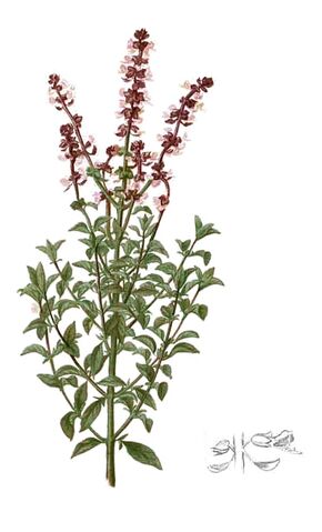 Archivo:Ocimum basilicum.jpg