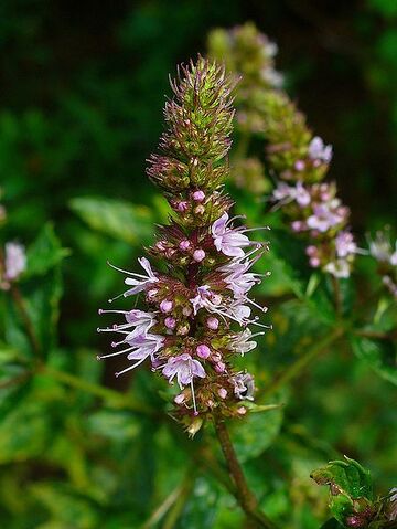 Archivo:Mentha spicata var. viridis.jpg
