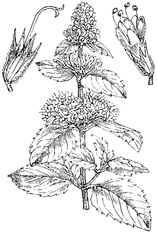 Archivo:Mentha-Nsr-slika-396.png