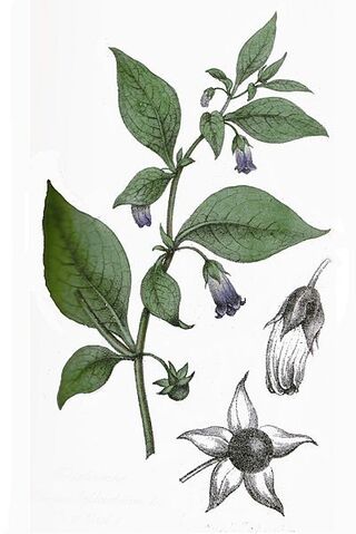 Archivo:Atropa belladona L ag1.jpg