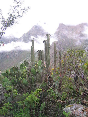 Archivo:Echinopsis-pachanoi-Peru.jpg