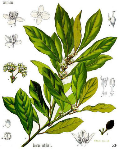 Archivo:Laurus-Koehler-086.jpg