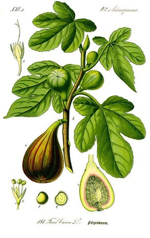 Archivo:Thome Ficus carica.jpg