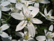 Ornithogalum umbellatum