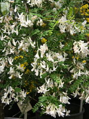 Dresde-Sophora viciifolia 01.jpg