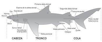 Tiburón.svg.png