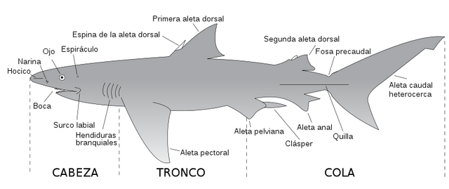 Archivo:Tiburón.svg.png