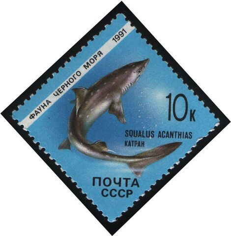 Archivo:Spondias acanthias-1991 CPA 6281.jpg