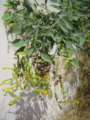 Archivo:Nicotiana glauca.jpg
