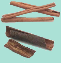 CanelaCortex.png