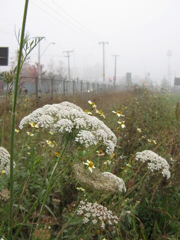 Archivo:7juni09 daucus 03.jpg