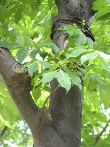 Archivo:Picrasma quassioides.jpg