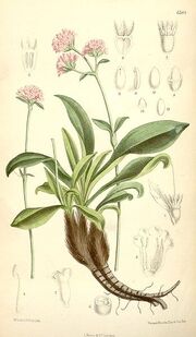 Nardostachys grandiflora