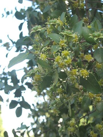 Archivo:Quillaja saponaria12.jpg
