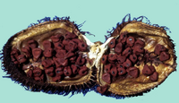 AchioteSemilla