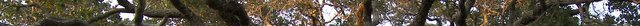 Archivo:Treeheader.png