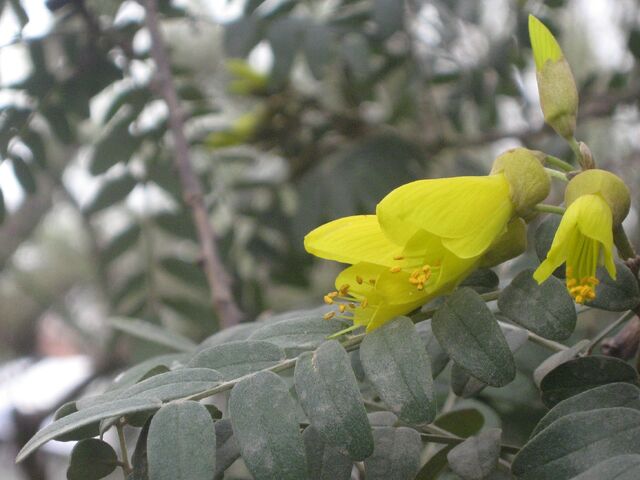 Archivo:Sophora macrocarpa.jpg