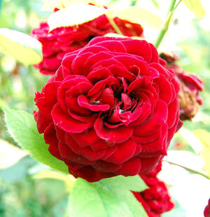 Rosa Fleur.jpg