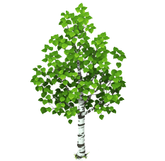 Береза пнг рисунок