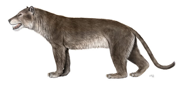 File:Eabramphicyon.jpg