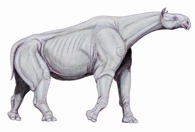 File:Indricotherium11.jpg