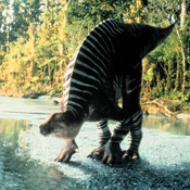 Iguanodon wwd