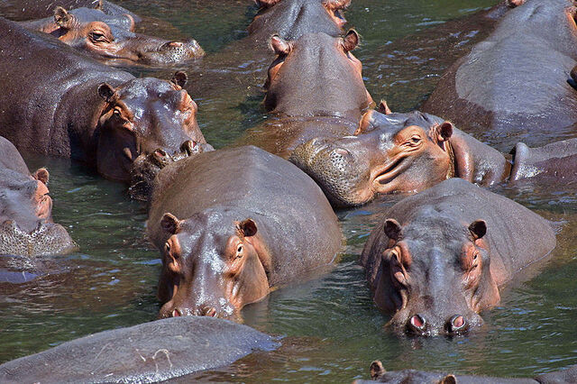 File:Hippos.jpg