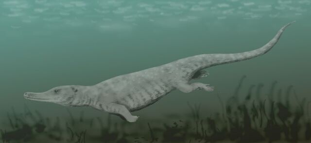 File:Remingtonocetus BW.jpg