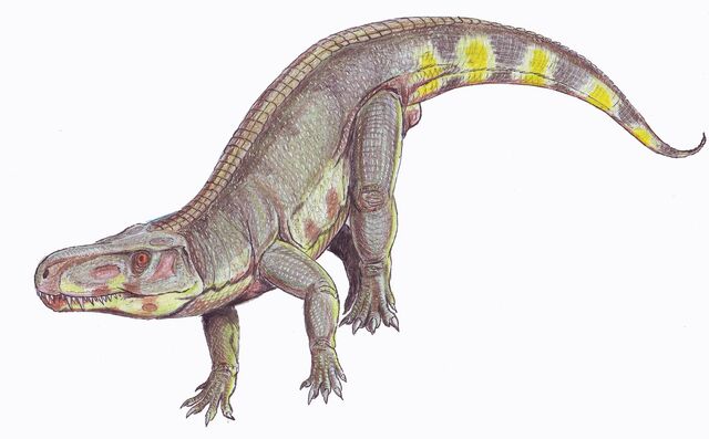 File:Batrachotomus1DB.jpg