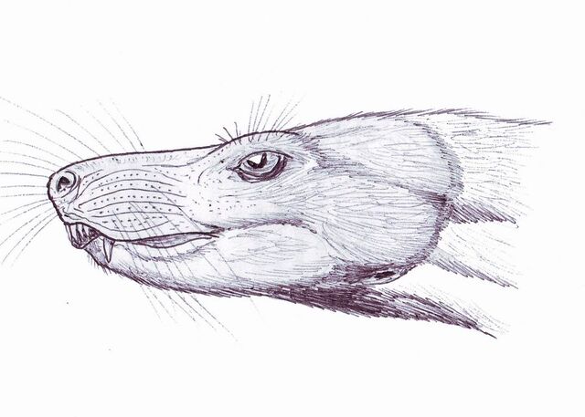 File:Bauria DB.jpg