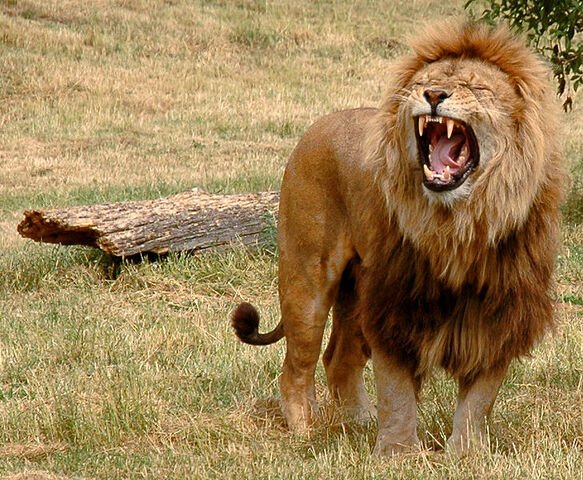 File:Lion.jpg