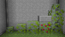 Raspberry Bushes