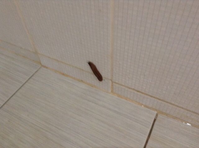 File:Planaria (?).jpg