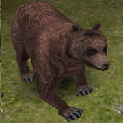 Bear