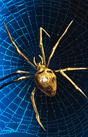 Direspiderport