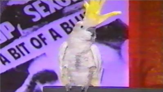 File:Colin the Parrot.png