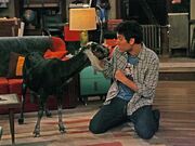 Ted-and-the-goat 480x360