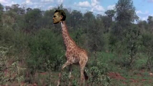 File:Günsche the giraffe.jpg