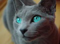 Thumbnail for version as of 23:36, July 15, 2010