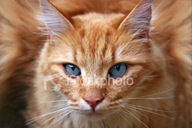 File:Heatfur.jpg